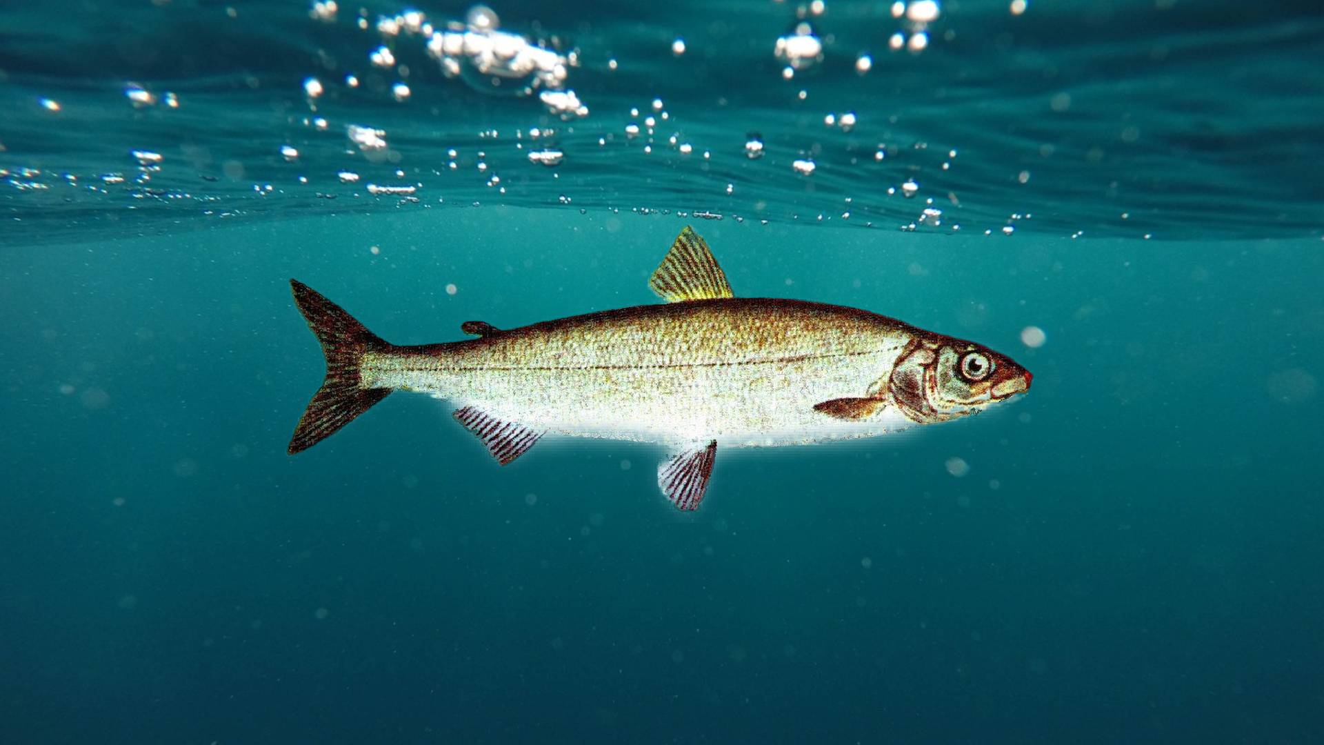 Pescatori soddisfatti: ripresa nei Laghi d'Iseo e di Como l'immissione delle uova di Coregone