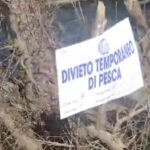 Ripartite le semine pronta pesca nelle acque convenzionate della sezione provinciale Fipsas