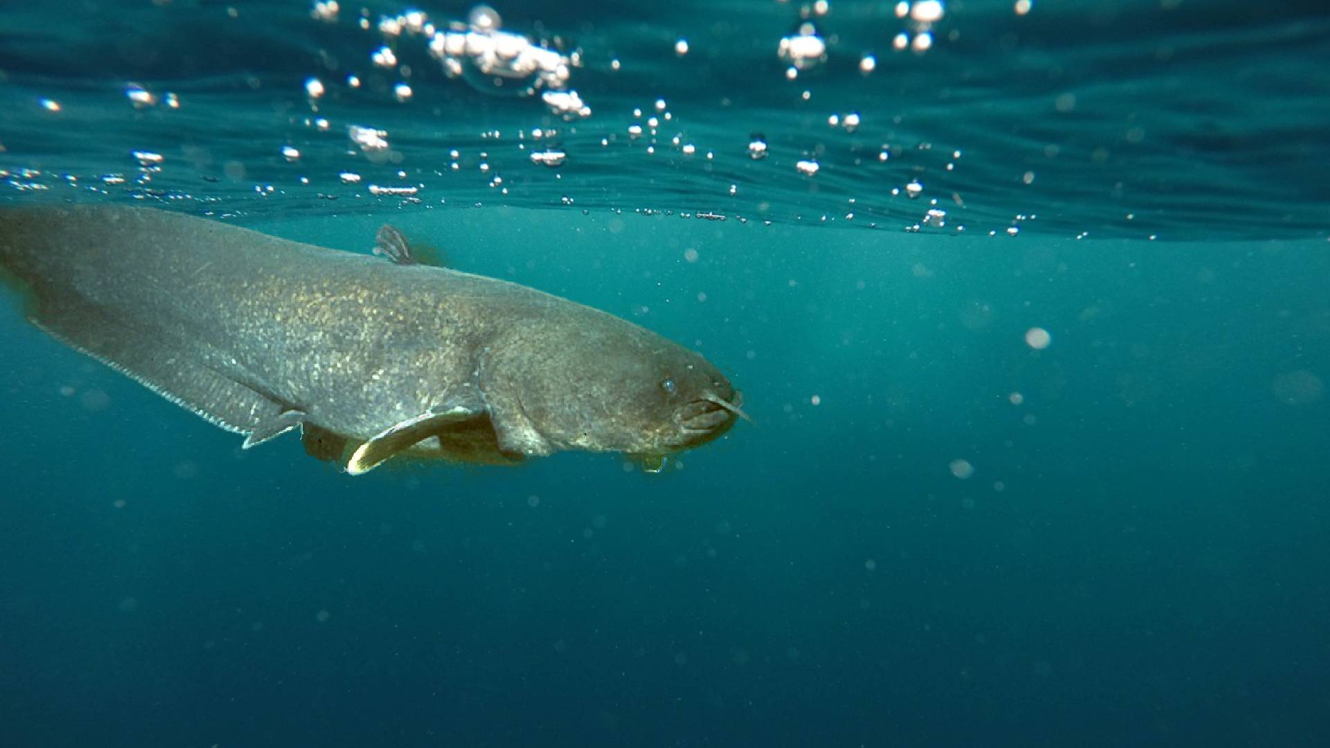 Operazione Siluro sul Garda, con la cattura di oltre esemplari: peso totale di oltre 260 Kg.