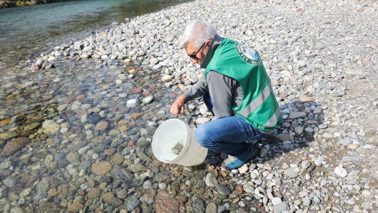 ATS Bacino di Pesca 10 Vallecamonica: le Trote Marmorate nel medio e basso fiume Oglio