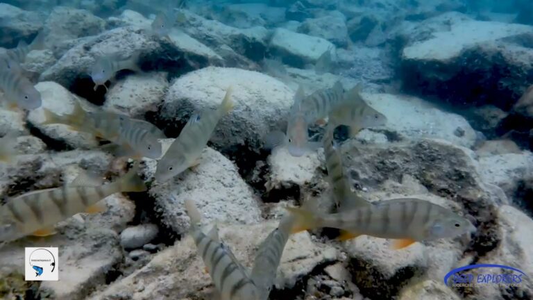 Le immagini dalle profondità del Lago di Garda, per un "poetico" invito alla riflessione