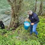 14.000 Trote Marmorate e 18.000 Temoli immessi nel Bacino Pesca 11 Valle Sabbia - Fiume Chiese