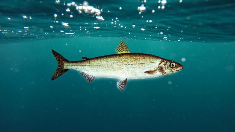 L'appello (accorato) dei pescatori del lago di Garda per la ripresa delle semine del Coregone