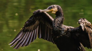 Regione Lombardia: approvata la mozione sul contenimento del cormorano