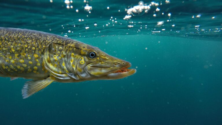 Le nuove norme per la pesca al Luccio nel Garda, da ricordare per evitare sanzioni