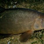 Al Lago La Leonessa di Quinzano va in scena "Un lancio per solidarietà"