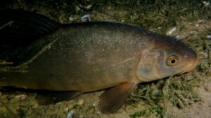 Al Lago La Leonessa di Quinzano va in scena "Un lancio per solidarietà"