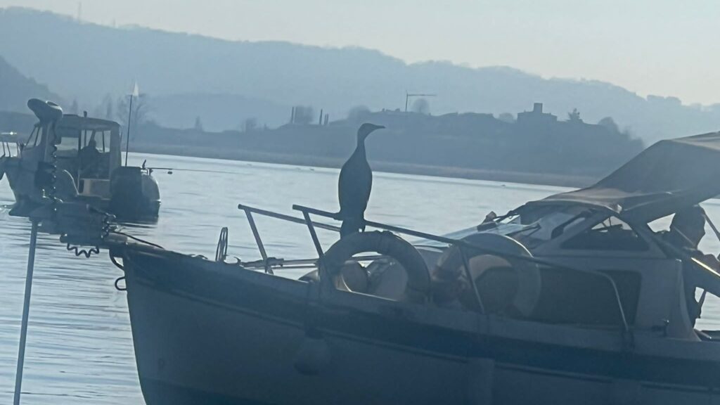 Raffaele Barbieri: «Cormorani, siluri, carassi... gli alieni portatori di disgrazie sono tra noi»