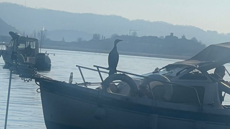 Raffaele Barbieri: «Cormorani, siluri, carassi... gli alieni portatori di disgrazie sono tra noi»